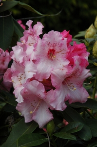 Rhodo Mrs Freeman Stevens